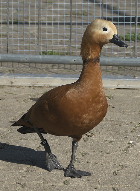 备匮乏