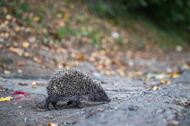 順位的逆襲 順位的逆襲
